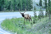 Yellowstone National Park 8-20