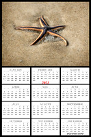Starfish Port Aransas Texas Beach