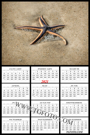 Starfish Port Aransas Texas Beach